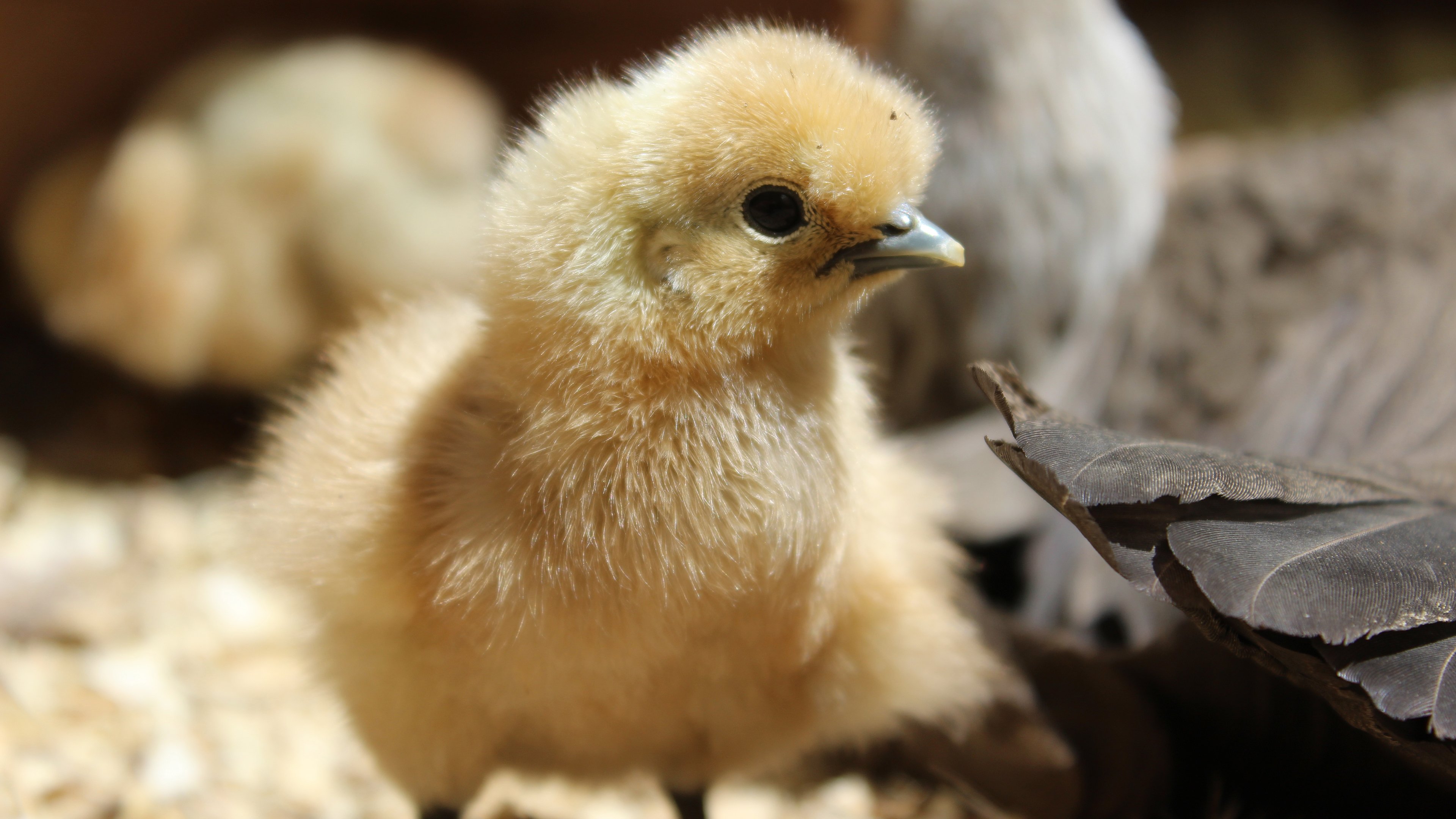 潍坊捐卵机构多次移植辅助孵化后成功